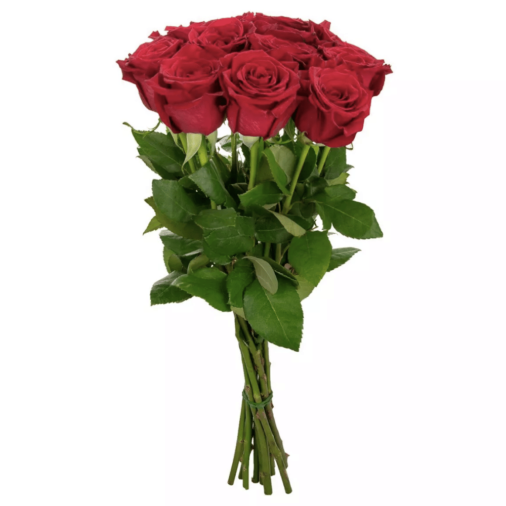 Fresh Cut Dozen Red Roses - Spritz