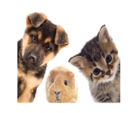 Pet Supplies coupons