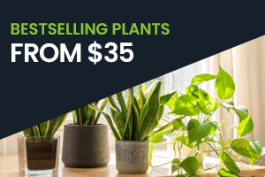 proflowers-discount-codes